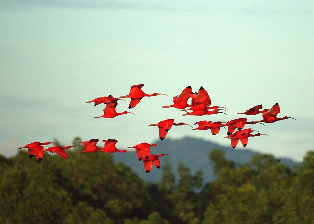 Revoada dos Guarás, Santo Amaro, foto 1