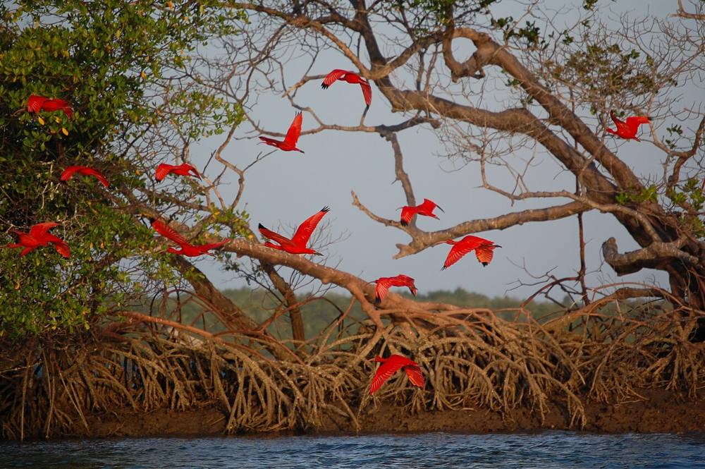 Revoada dos Guarás, Santo Amaro, foto 3